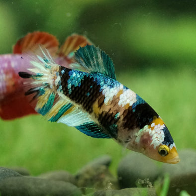 Multicolor/galaxy Koi Plakat- Female