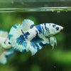 Blue/Green Dalmatian Plakat -13 weeks Old