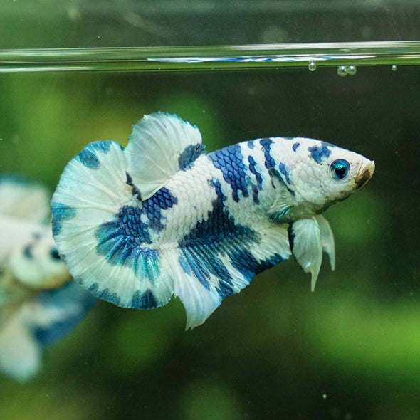 Blue/Green Dalmatian Plakat -13 weeks Old