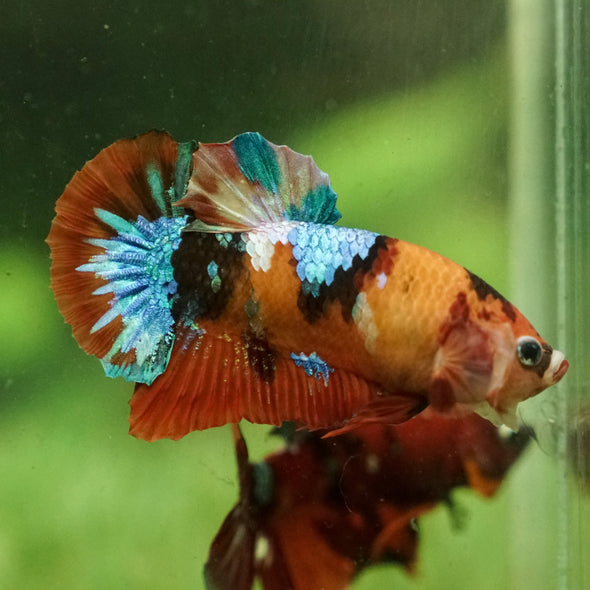 Multicolor/Galaxy Koi Plakat -15 weeks Old