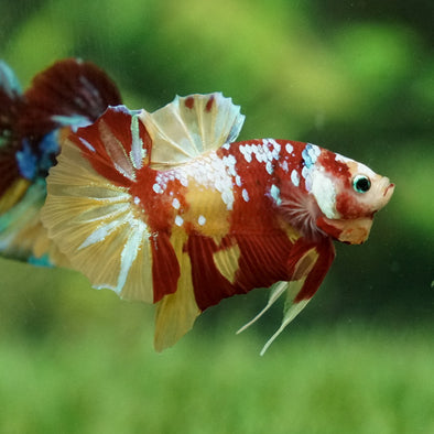 Multicolor/Galaxy Koi Plakat -12 weeks Old