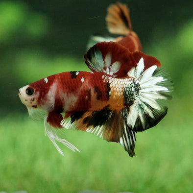 Copper/Gold Galaxy Koi Plakat - 11 Weeks Old