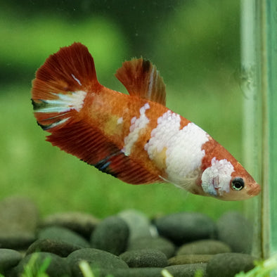 Multicolor/galaxy Koi Plakat- Female