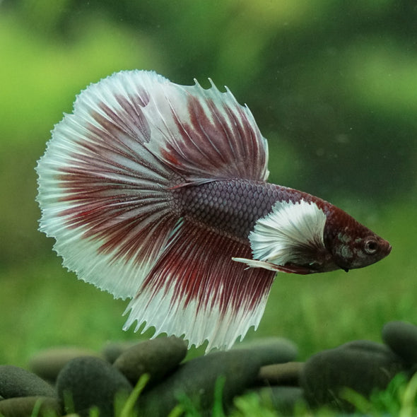 Dumbo Halfmoon - 12 weeks old