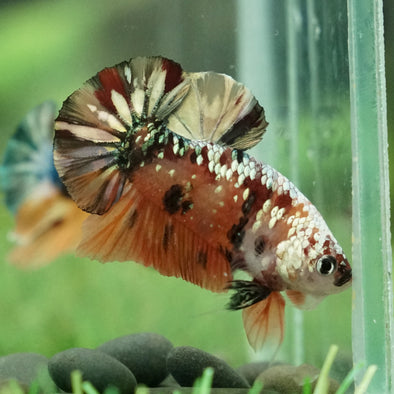 Copper/Gold Galaxy Koi Plakat - 9 Weeks Old