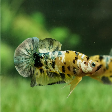 Multicolor/Galaxy Koi Plakat -15 weeks Old