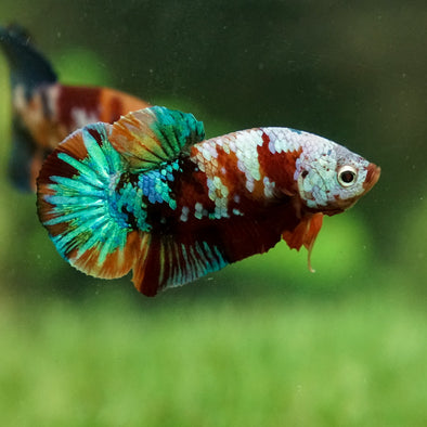 Multicolor/Galaxy Koi Plakat -15 weeks Old