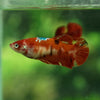 Multicolor/ Galaxy Koi Plakat- Female- 16 Weeks Old