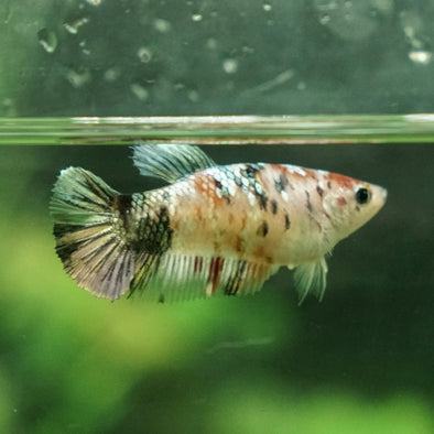 Galaxy Koi Plakat- Female