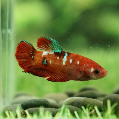 Galaxy Koi Plakat- Female