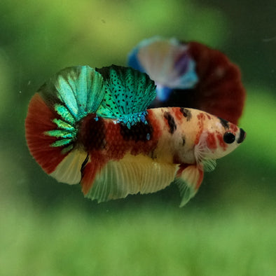 Multicolor/Galaxy Koi Plakat -12 weeks Old