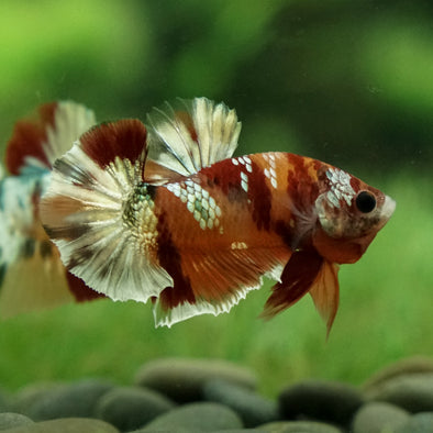 Copper/Gold Galaxy Koi Plakat - 11 Weeks Old