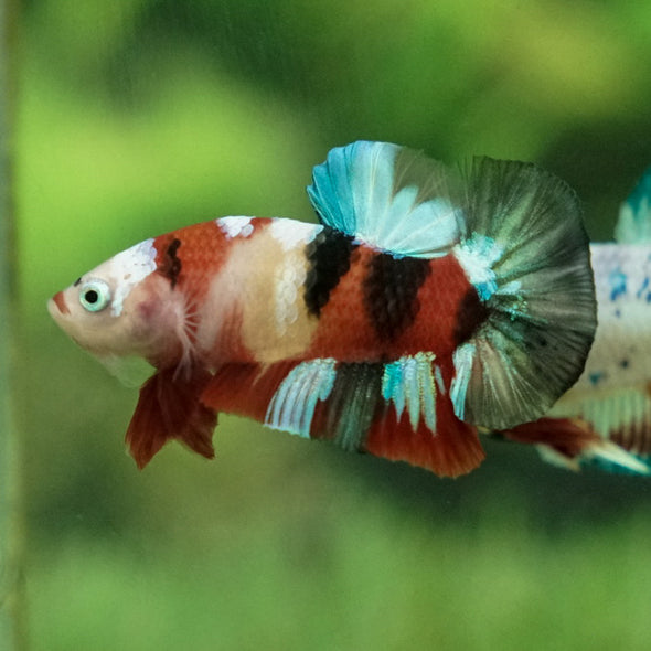 Multicolor/Galaxy Koi Plakat -11 weeks Old