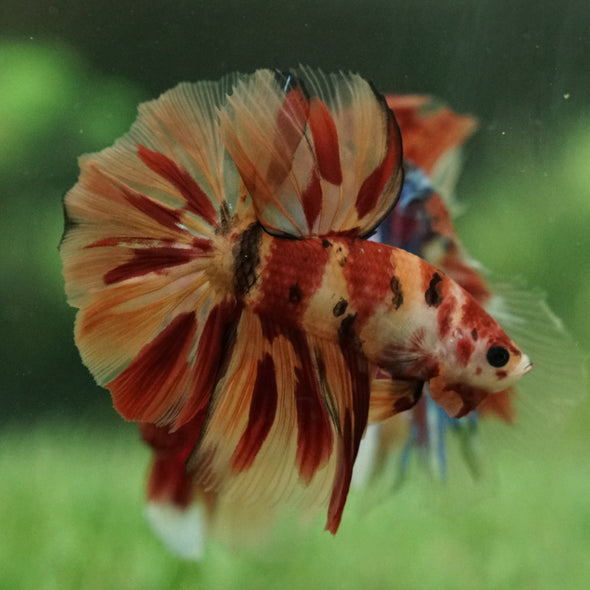 Galaxy Koi Halfmoon - 12 weeks old