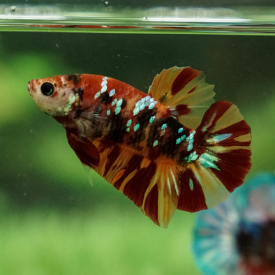 Multicolor/Galaxy Koi Plakat -13 weeks Old