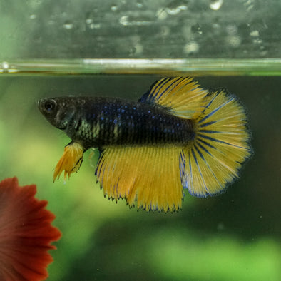 Mustard Gas Halfmoon- Female