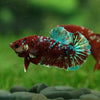 Multicolor/Galaxy Koi Plakat -13 weeks Old