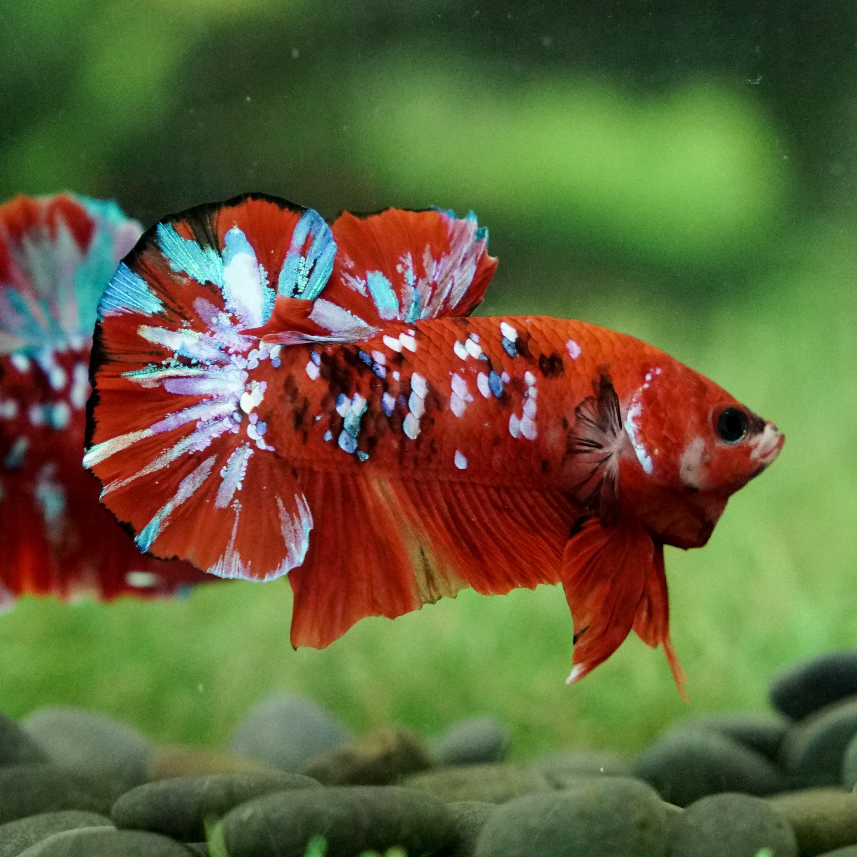 Các dòng cá Betta Galaxy phổ biến