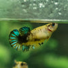 Yellow Fancy Plakat 13 Week Old- Female