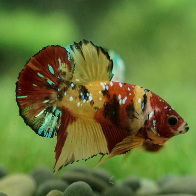 Multicolor/Galaxy Koi Plakat -15 weeks Old