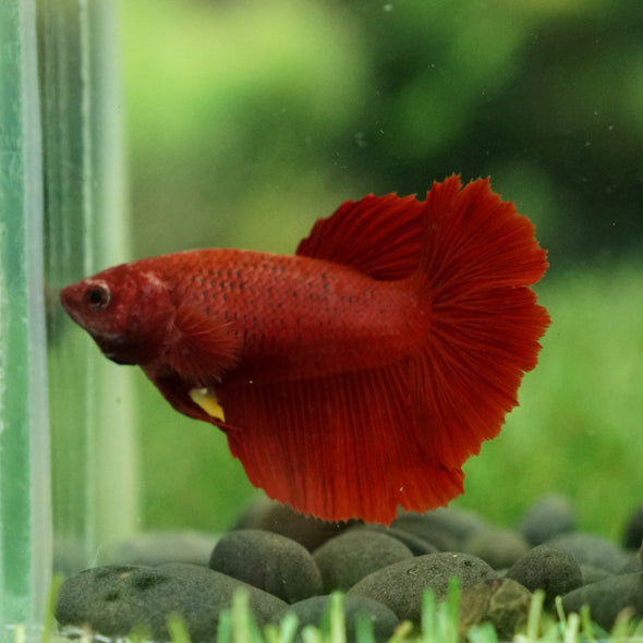 Super red Halfmoon- Female