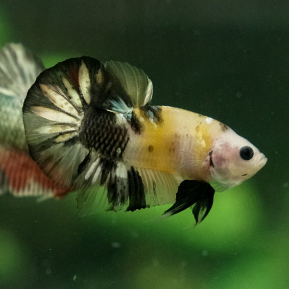 Multicolor/Galaxy Koi Plakat -11 weeks Old