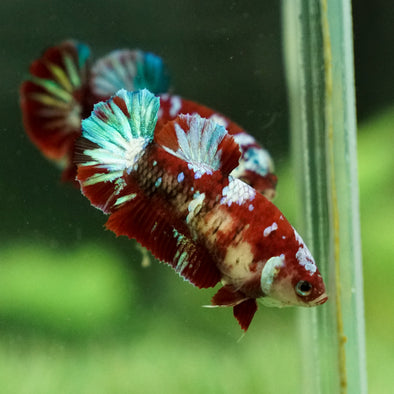 Multicolor/galaxy Koi Plakat- Female