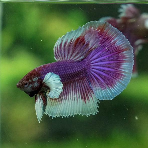 Dumbo Halfmoon - 12 weeks old