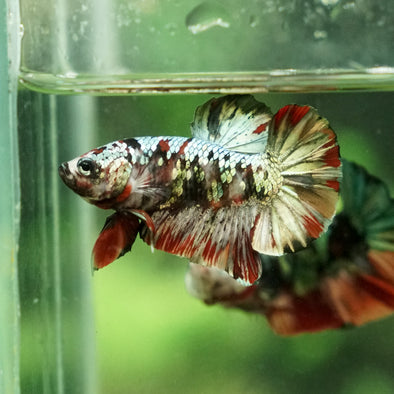 Copper/Gold Galaxy Koi Plakat - 11 Weeks Old