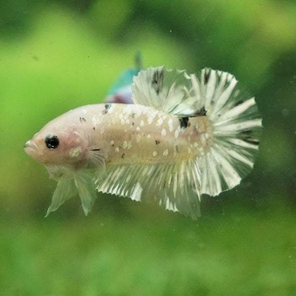 Multicolor/Galaxy Koi Plakat -11 weeks Old