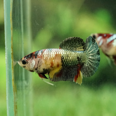 Multicolor/galaxy Koi Plakat- Female