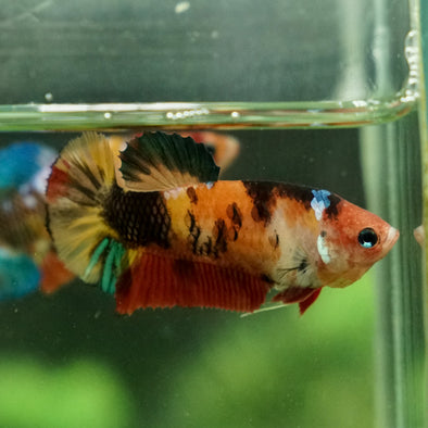 Multicolor/galaxy Koi Plakat- Female