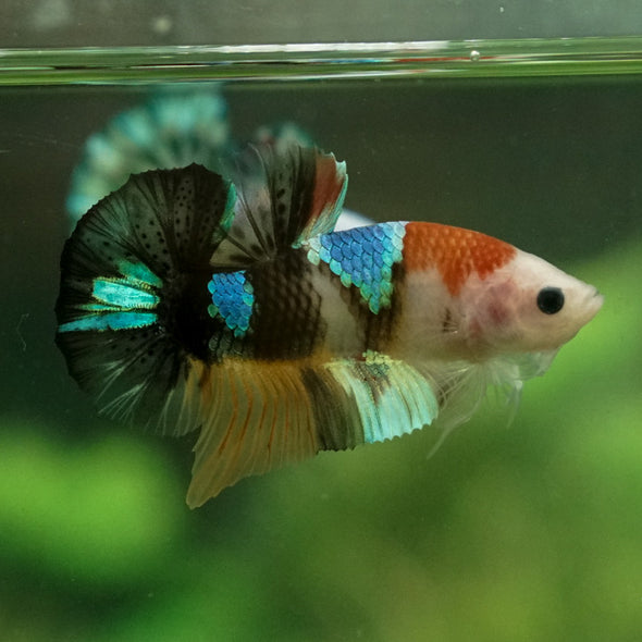 Multicolor/Galaxy Koi Plakat -11 weeks Old