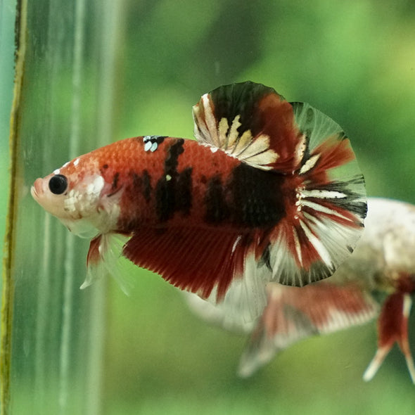 Multicolor/Galaxy Koi Plakat -11 weeks Old