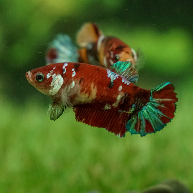 Multicolor/galaxy Koi Plakat- Female
