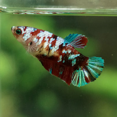 Multicolor/galaxy Koi Plakat- Female