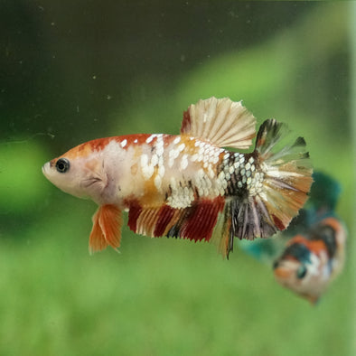 Multicolor/galaxy Koi Plakat- Female