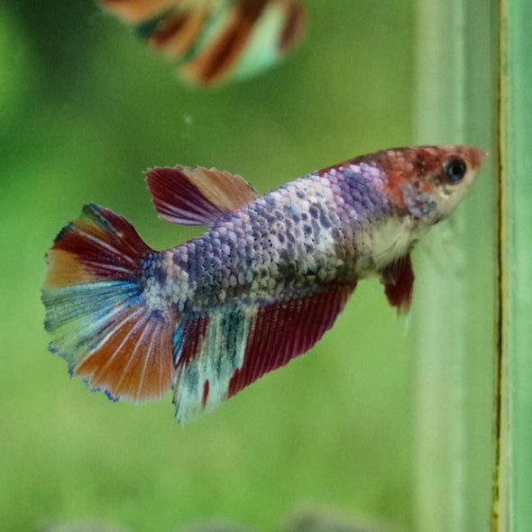 Koi Halfmoon Female - 12 weeks old