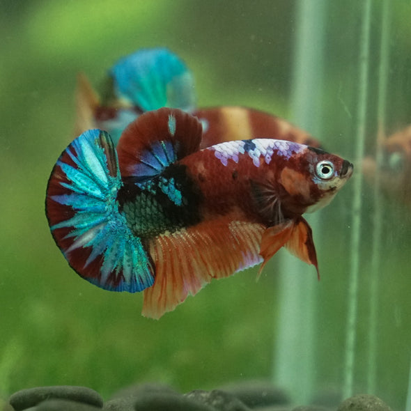 Multicolor/Galaxy Koi Plakat -11 weeks Old