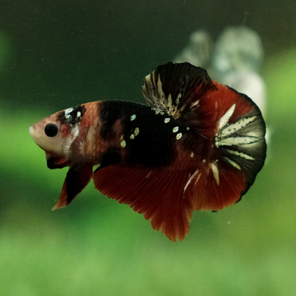 Multicolor/Galaxy Koi Plakat -11 weeks Old