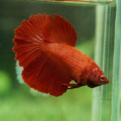 Super Red Halfmoon - Female