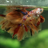 Galaxy Koi Halfmoon - 12 weeks old