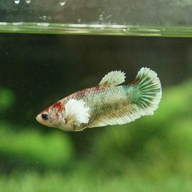 Candy Koi Dumbo Plakat- Female