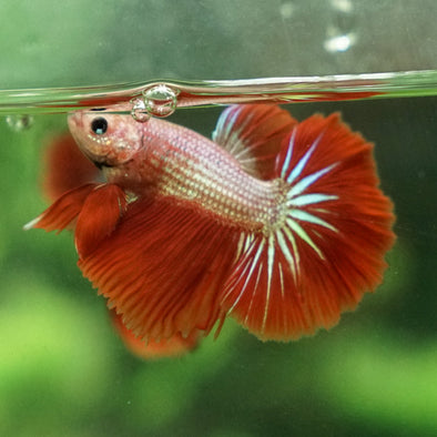 Halfmoon - 10 weeks old