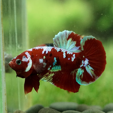 Multicolor/Galaxy Koi Plakat - Breeder Grade