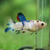 Koi Halfmoon - Female