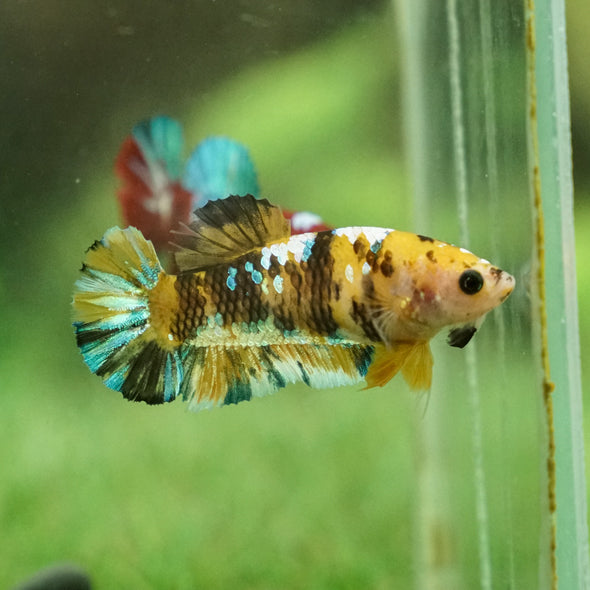 Multicolor/galaxy Koi Plakat- Female