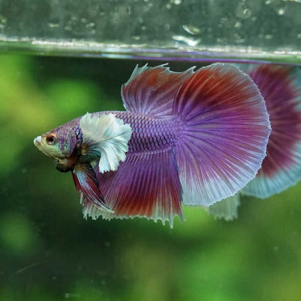 Dumbo Halfmoon - 12 weeks old