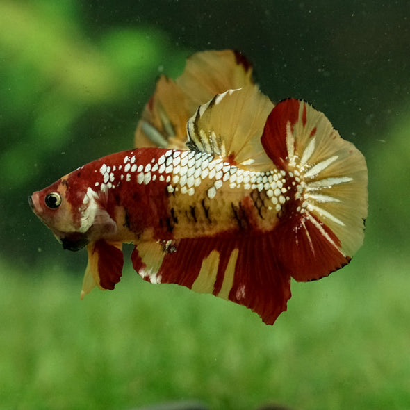 Giant Multicolor/ Galaxy Koi-15 weeks Old