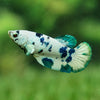 Blue/Green Dalmatian Plakat- Female